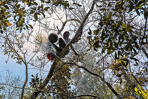 A honey collector in the Sundarbans