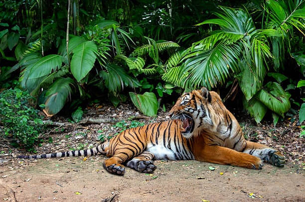 A Malayan Tiger sprawling majestically in the Belum Forest Reserve in Perak