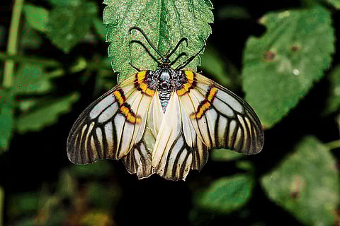 Achelura bifasciata, a rare moth species found in Chiana Khud, Devalsari