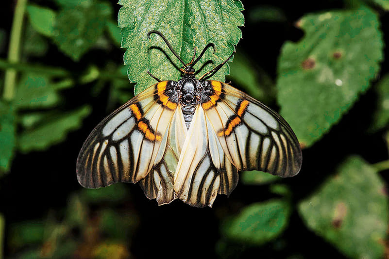 Achelura bifasciata, a rare moth species found in Chiana Khud, Devalsari