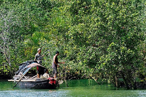 In the Sundarbans, honey collectors risk the wild mangroves armed with little more than prayers and smoke torches