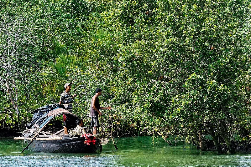 In the Sundarbans, honey collectors risk the wild mangroves armed with little more than prayers and smoke torches