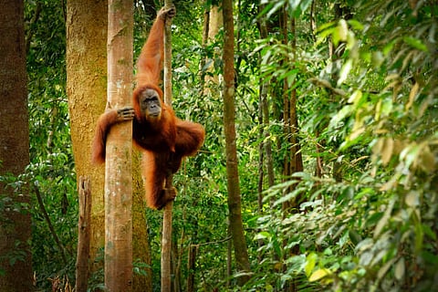 An orangutan in the dense forests  of Borneo