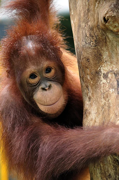 Shutterstock : Orangutans can be spotted in Sabah and Sarawak on the island of Borneo