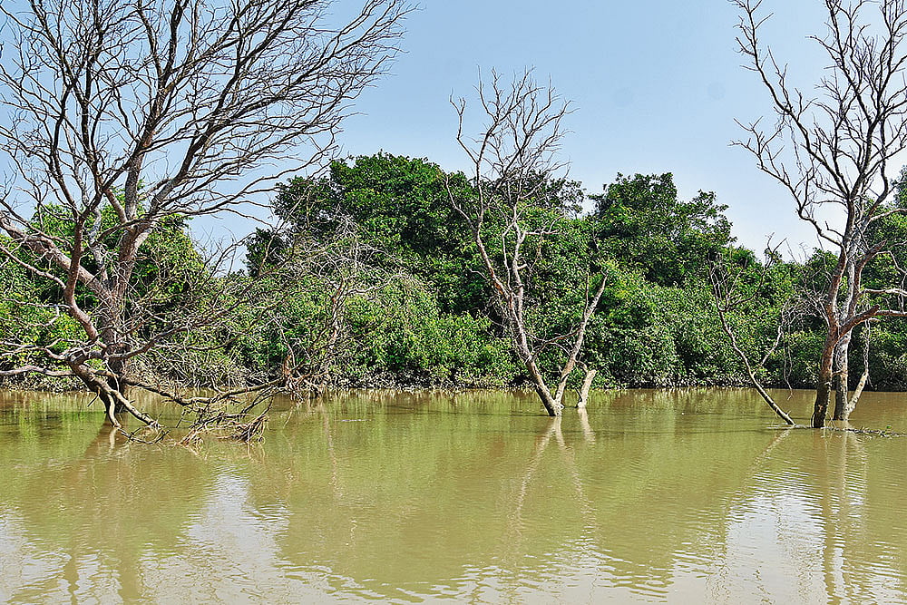 The mangrove trees protect the land from the impact of natural calamities