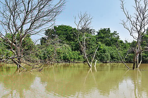 The mangrove trees protect the land from the impact of natural calamities