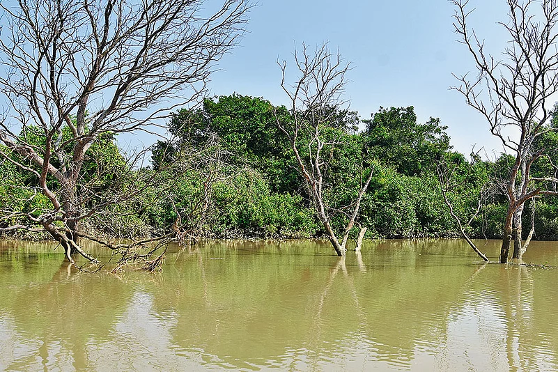 The mangrove trees protect the land from the impact of natural calamities
