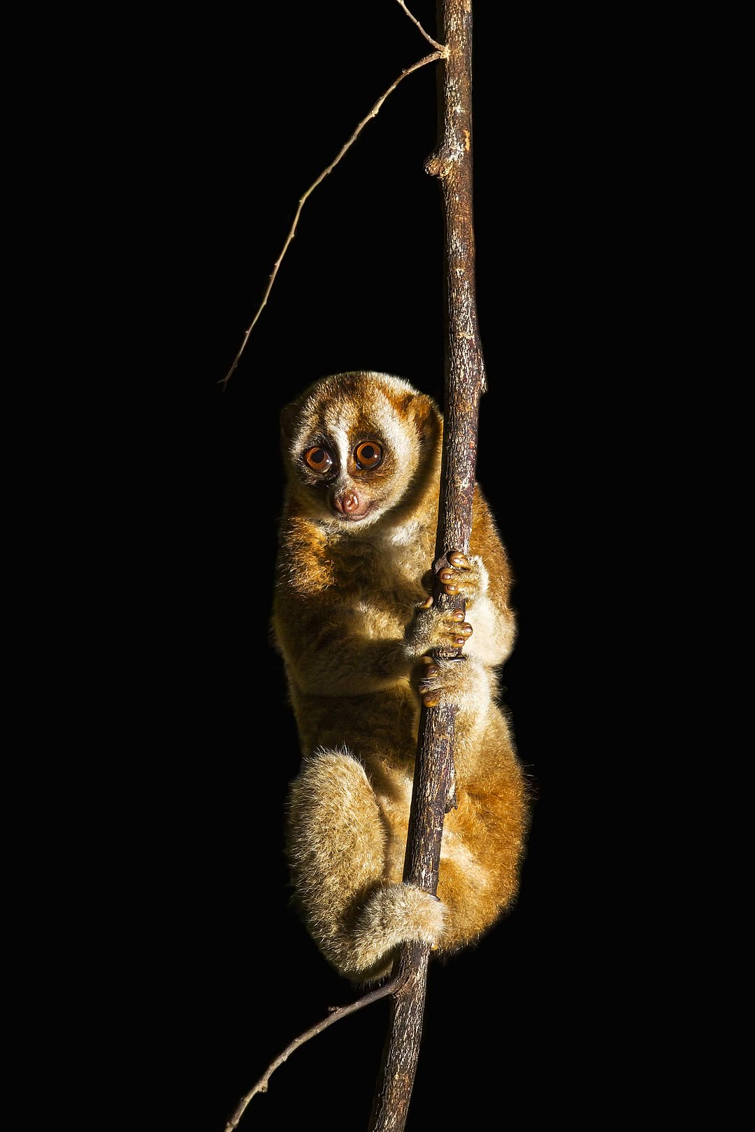 The slow loris is an arboreal and nocturnal primate