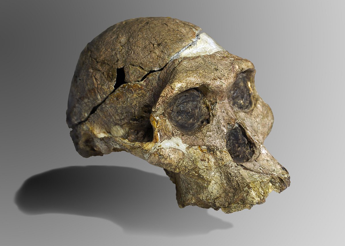 The original complete skull (upper teeth and lower part are missing) of “Mrs Ples”