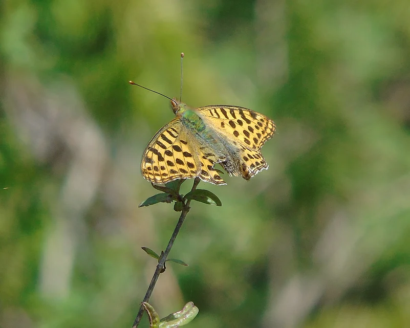 A butterfly in Deoban