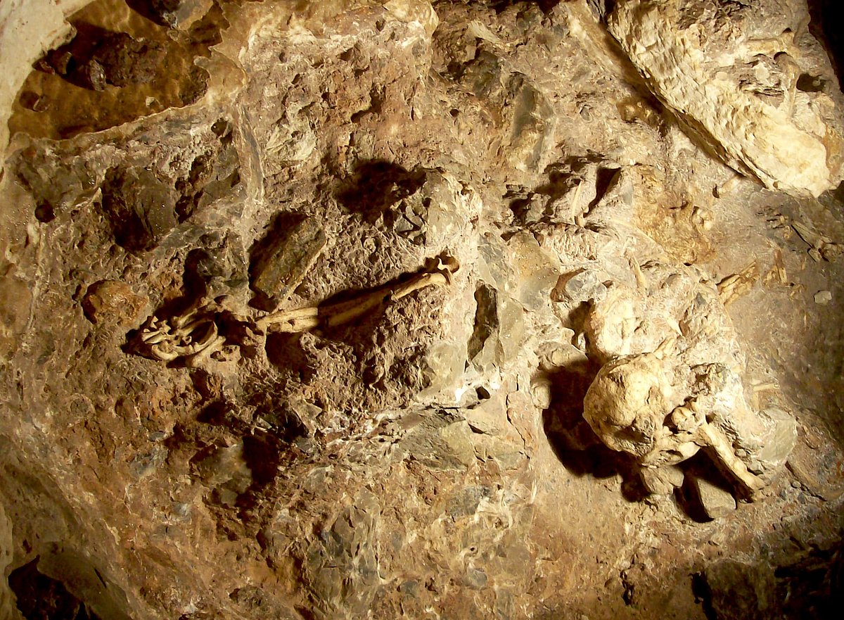 A general view of the “Little Foot” skeleton in its original position in the Sterkfontein Caves (November 2006)