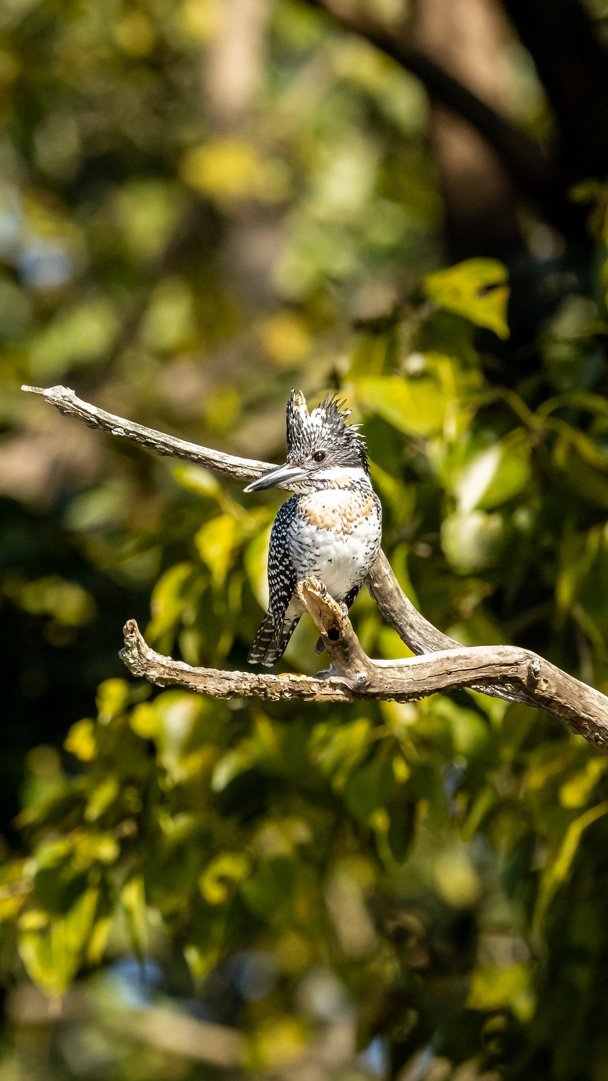 Shutterstock : Crested kingfisher or Megaceryle lugubris in wildlife sanctuary for representational purpose only