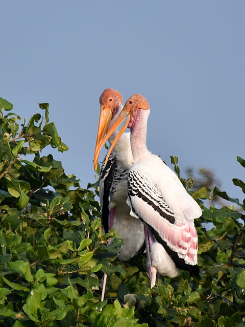 A couple of Painted storks