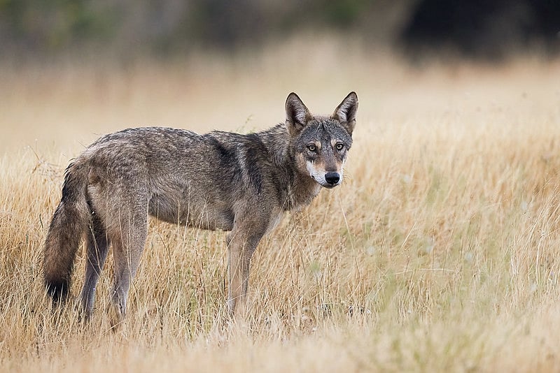 The Indian Grey Wolf is an endangered species