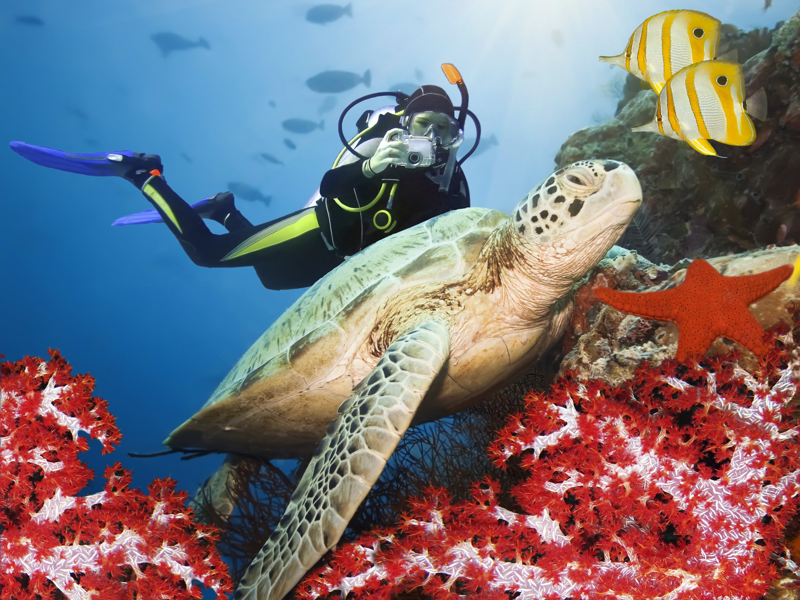 Sipadan is rich in marine life and is also touted as the turtle capital of the world due to its abundance of green sea turtles and hawksbill sea turtles