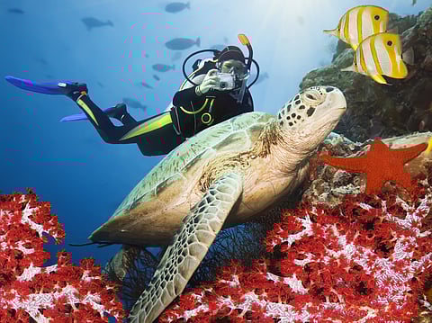 Sipadan is rich in marine life and is also touted as the turtle capital of the world due to its abundance of green sea turtles and hawksbill sea turtles