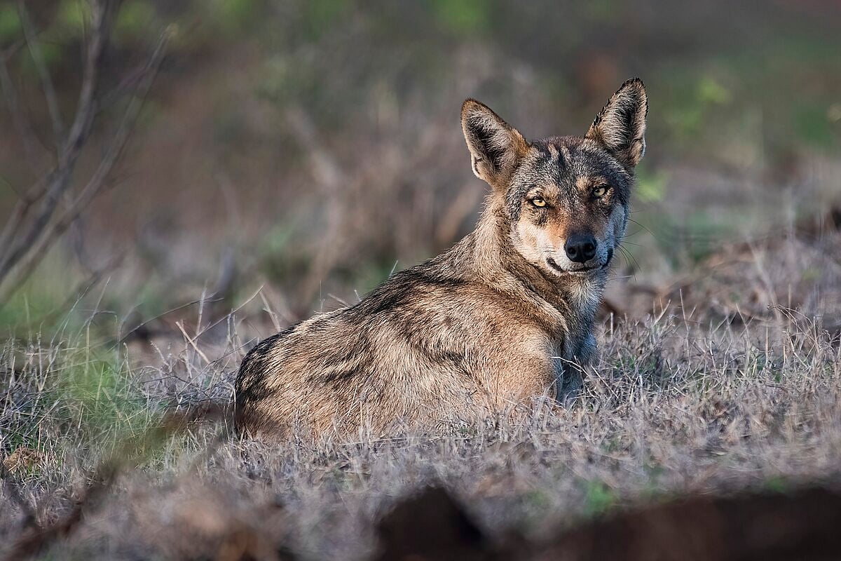 The Gray wolf subspecies known as the Indian wolf (Canis lupus pallipes) is a member of the Canidae family - Shiv's fotografia/Wiki Commons