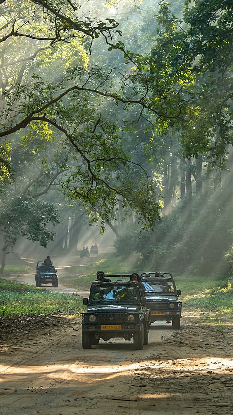 A winter safari takes place in Jim Corbett National Park, Uttarakhand