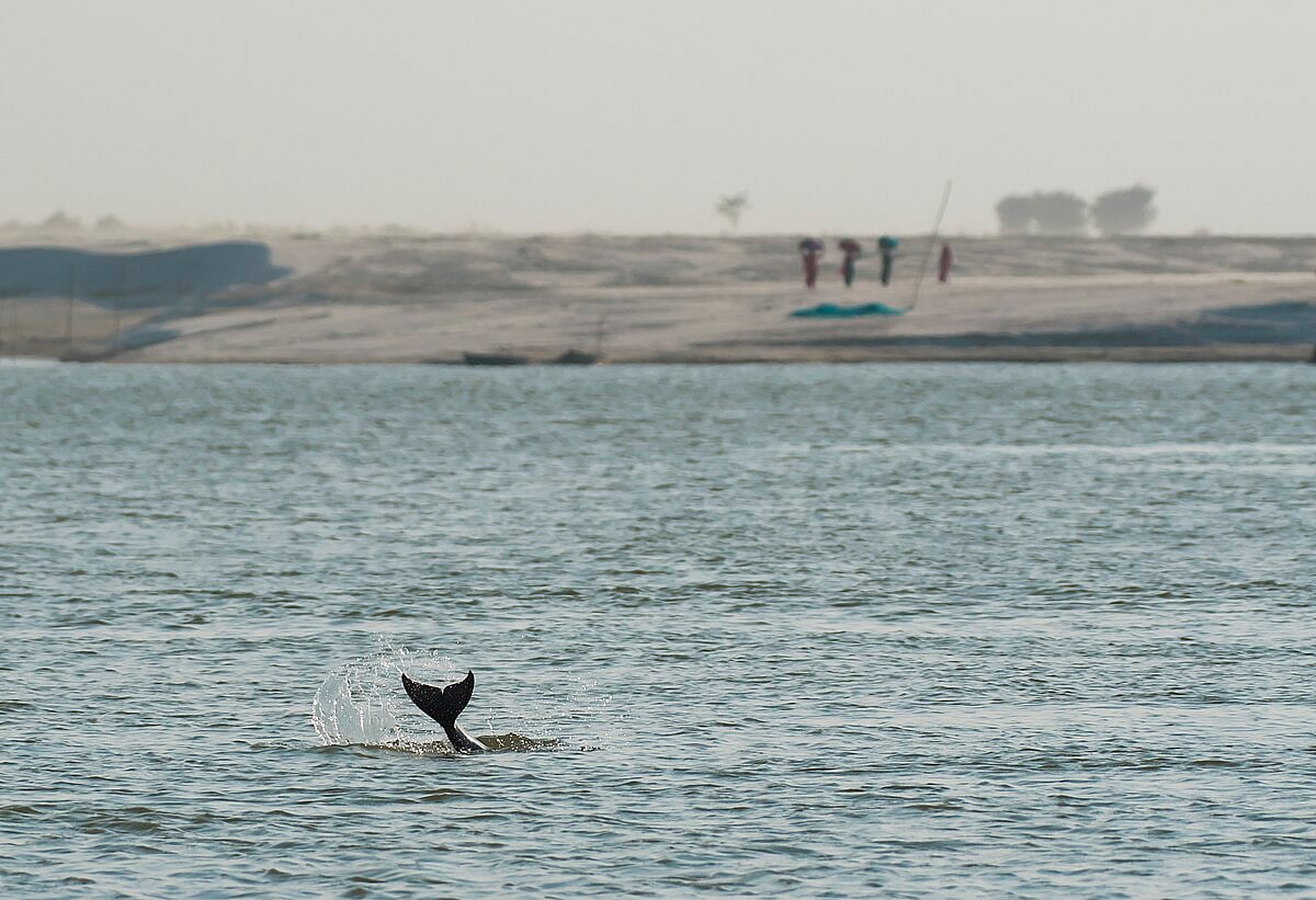 Gangetic Dolphin in the Vikramshila Gangetic Dolphin Sanctuary