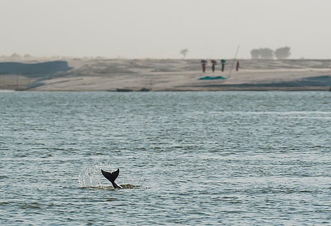 Gangetic Dolphin in the Vikramshila Gangetic Dolphin Sanctuary