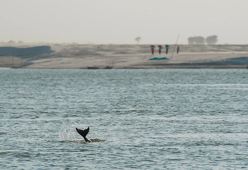 Gangetic Dolphin in the Vikramshila Gangetic Dolphin Sanctuary