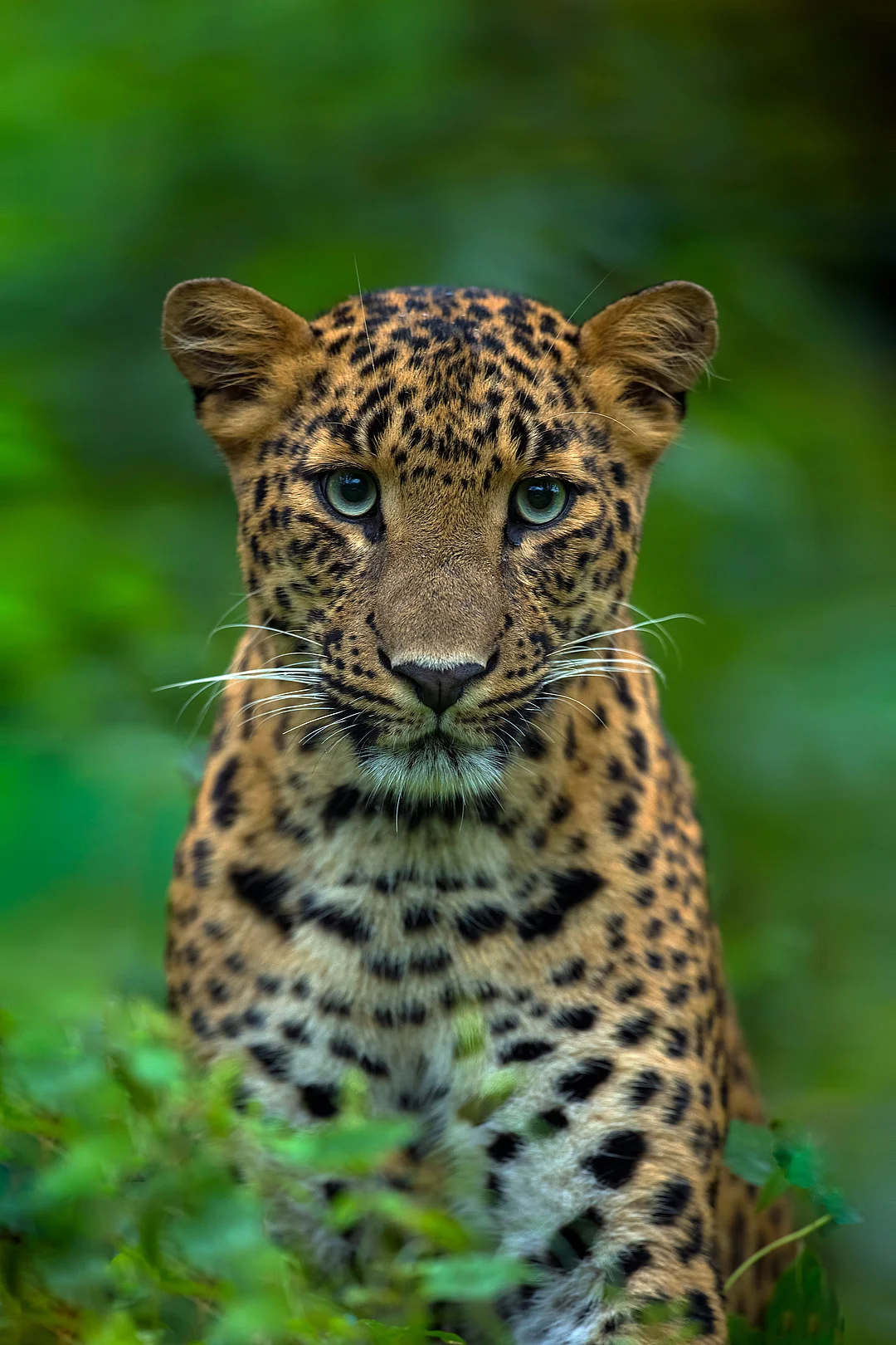 An Indian leopard