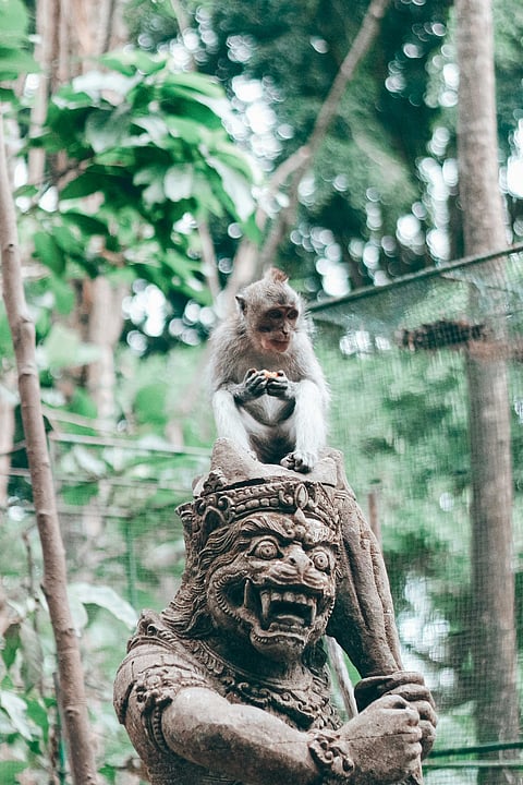Sacred Monkey Forest Sanctuary has hundreds of playful monkeys roaming freely. 
