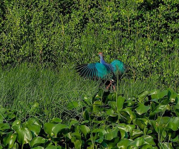 About 40 per cent of the country’s avifauna has been recorded in this area