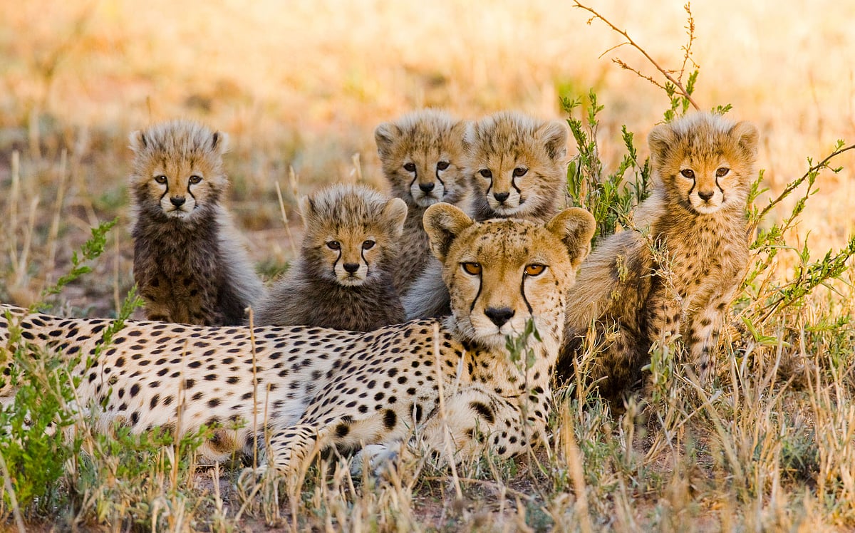 GUDKOV ANDREY/Shutterstock : Cheetah Nirva gave birth to five cubs on April 25 (representational image)