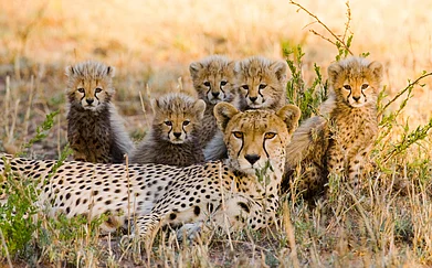 GUDKOV ANDREY/Shutterstock : Cheetah Nirva gave birth to five cubs on April 25 (representational image)