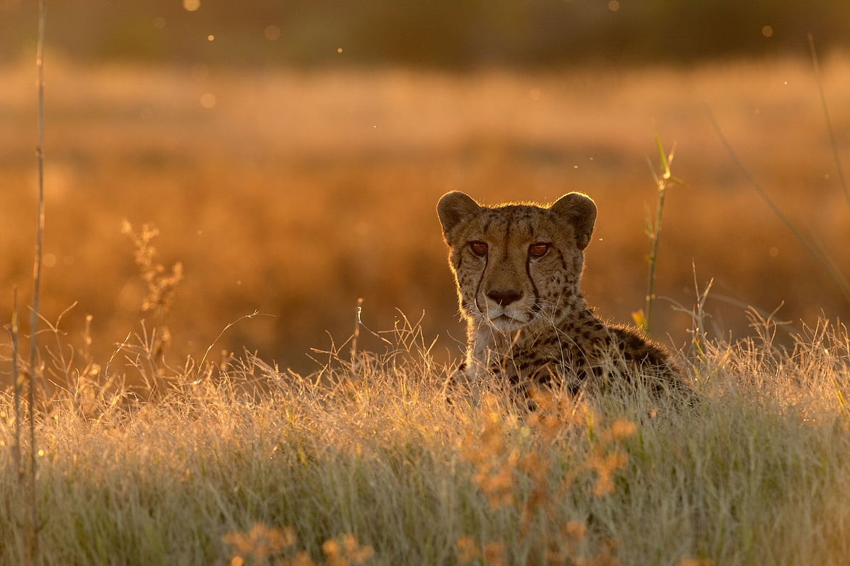 Indias total cheetah population stands at 31. Image used for representational purposes only 