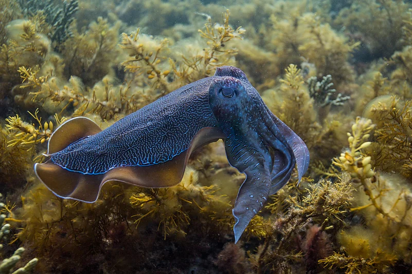 Thousands of species, like the cuttlefish (seen here) depend on giant kelp rainforests for food, nurseries and shelter