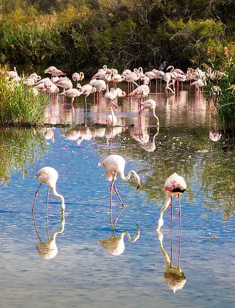 Greater flamingoes in Camargue