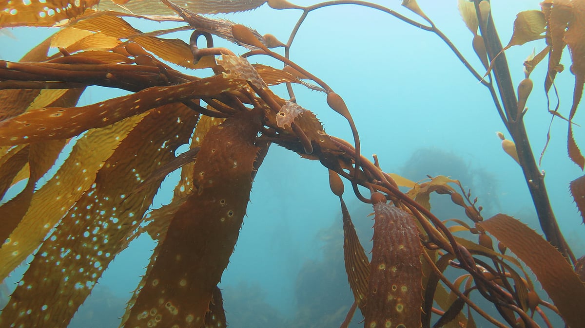 The giant kelp (Macrocystis pyrifera) is a species of brown seaweed