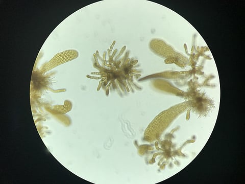 Divers take cuttings from the reproductive blades of giant kelp individuals to provide gametophytes to culture in the lab