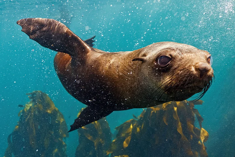 The restoration of giant kelps is crucial to increasing the habitat for many of Tasmania’s marine species, like sea lions