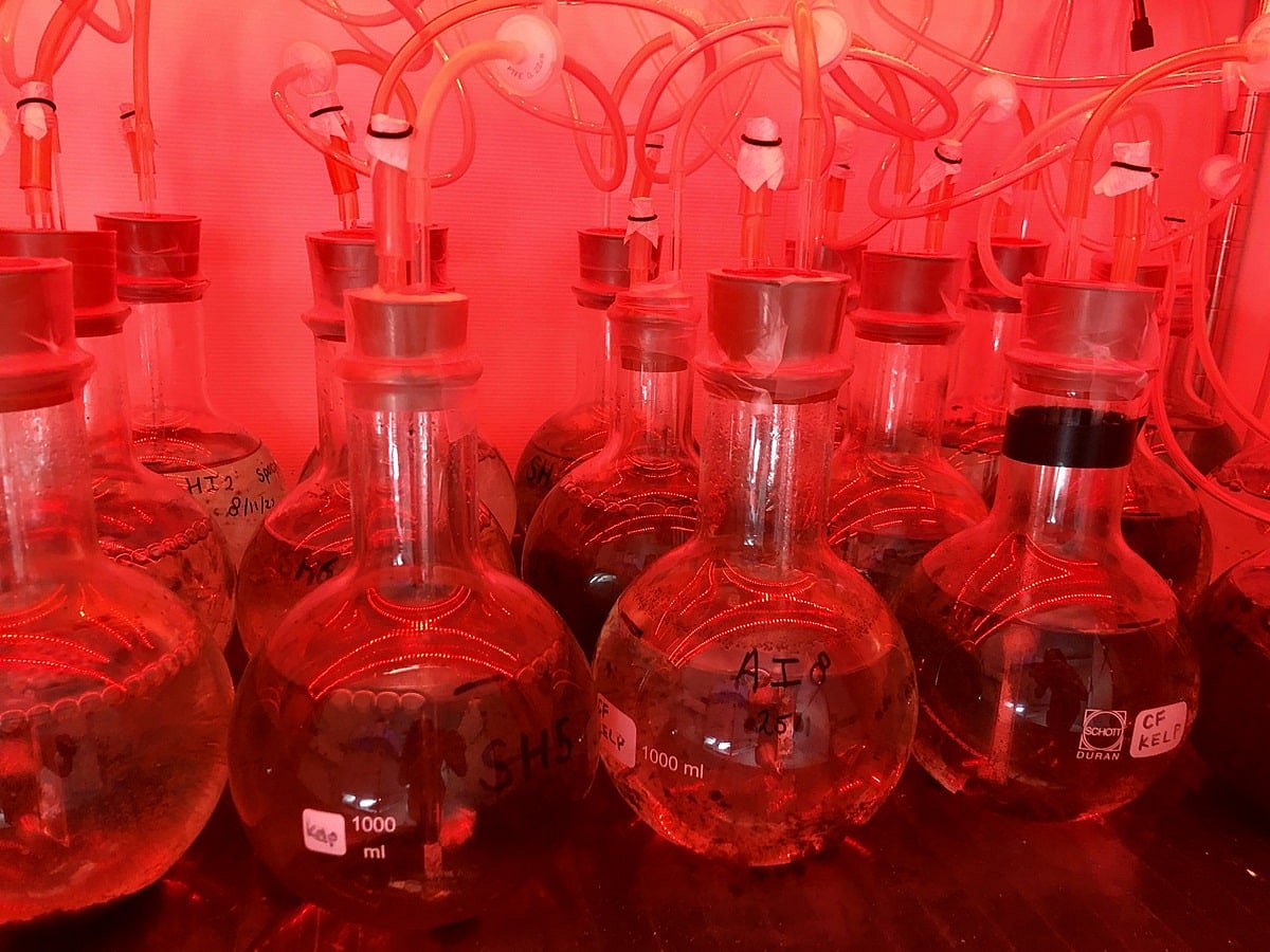 Under red light at 4 degrees Celsius, giant kelp gametophytes remain in stasis. Thus, they can be stored as a biobank