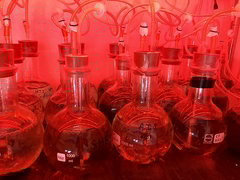 Under red light at 4 degrees Celsius, giant kelp gametophytes remain in stasis. Thus, they can be stored as a biobank
