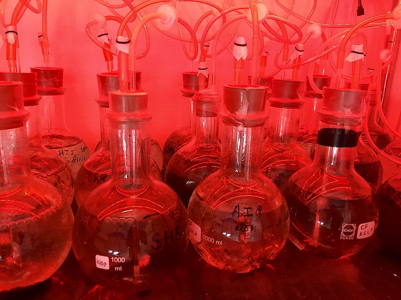Under red light at 4 degrees Celsius, giant kelp gametophytes remain in stasis. Thus, they can be stored as a biobank