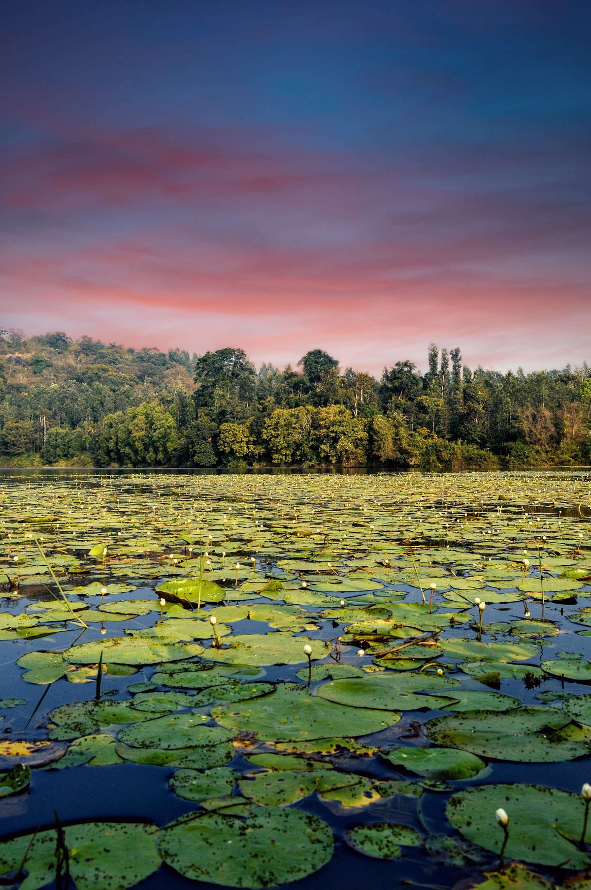 Shutterstock : A lake in Madikeri in June