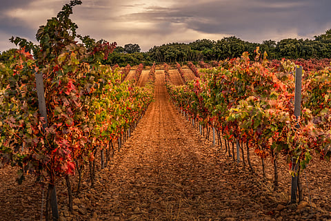 Vineyards of La Rioja, Spain, home to country's finest wines