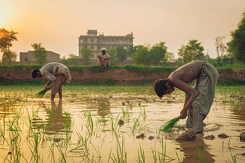 Odisha is firmly rooted in the agrarian cycle.