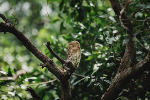 A jungle owlet in the Polo Forest