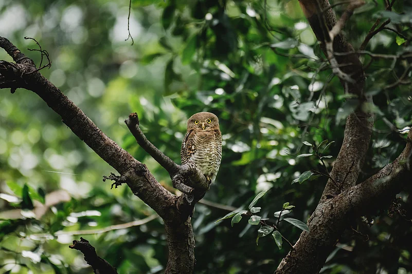 A jungle owlet in the Polo Forest