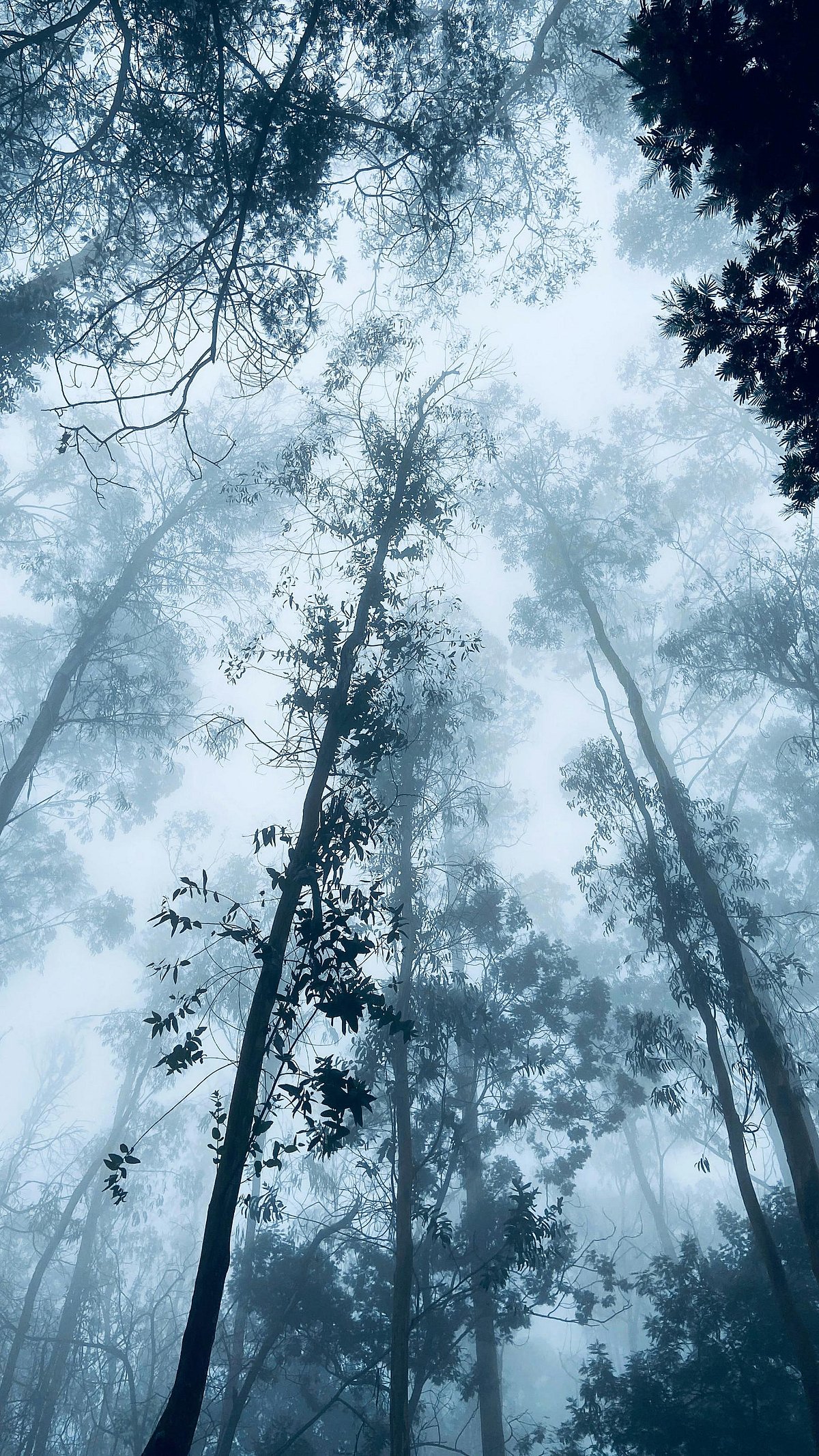 Balaji Malliswamy/Unsplash : Forest in Kodaikanal