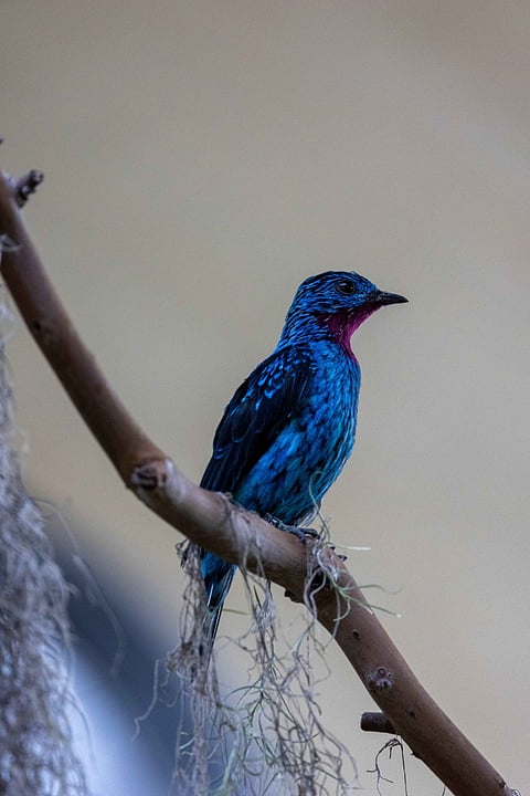 A shot of an Indian Paradise Flycatcher