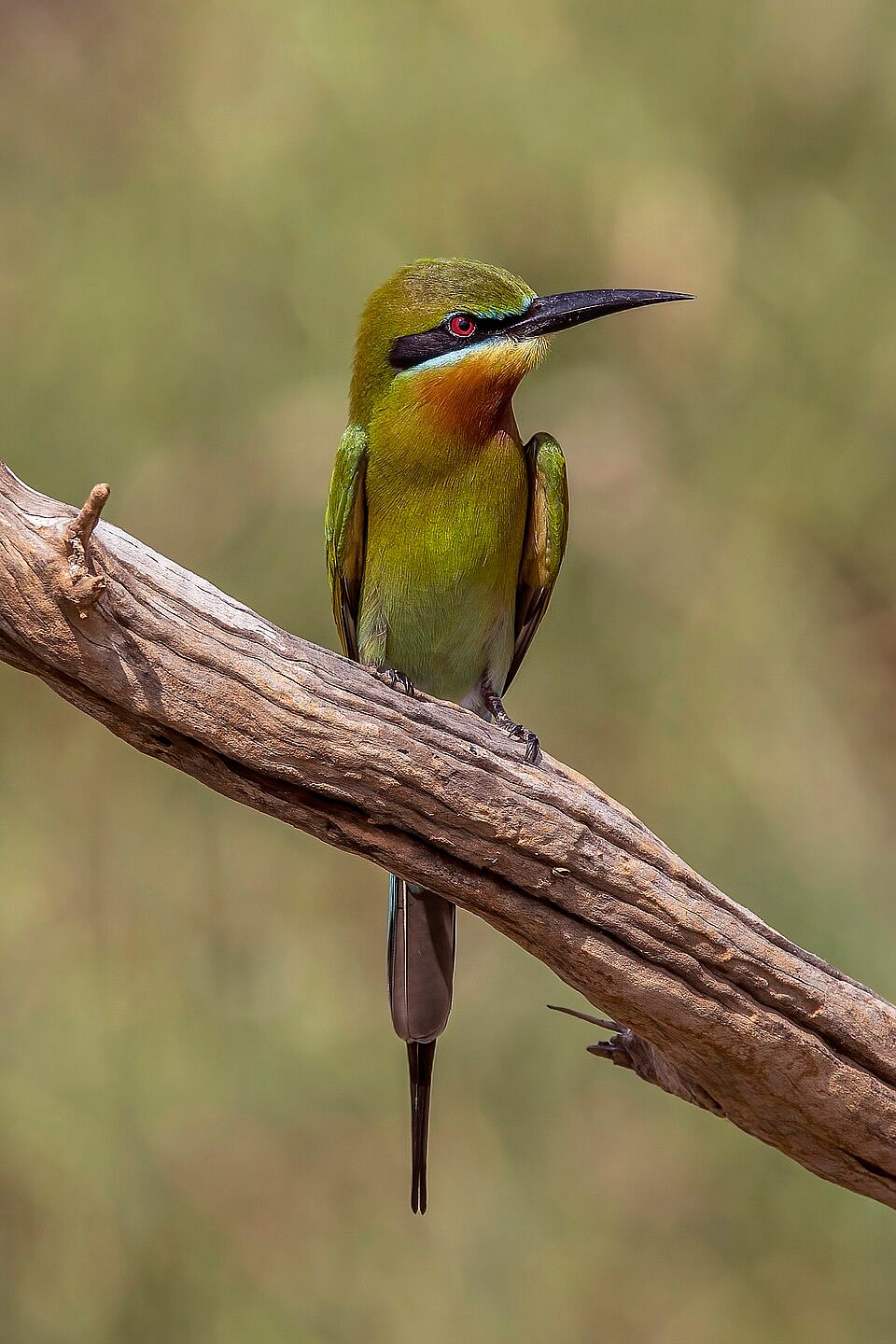 Wikimedia Commons : A shot of a Blue-tailed Bee-eater 