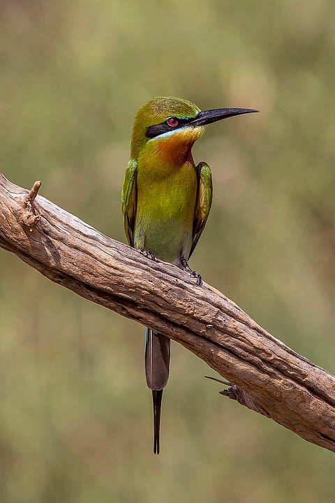A shot of a Blue-tailed Bee-eater 