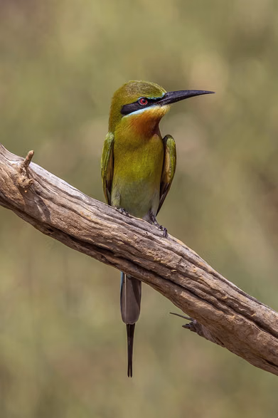 Wikimedia Commons : A shot of a Blue-tailed Bee-eater