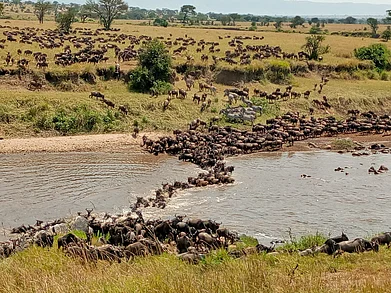Wikimedia Commons : A shot of The Great Migration In Maasai Mara